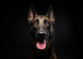 Portrait of a Belgian shepherd dog on an isolated black background.
