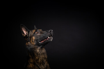Portrait of a Belgian shepherd dog on an isolated black background.