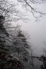 Beautiful fairy forest. Winter weather.