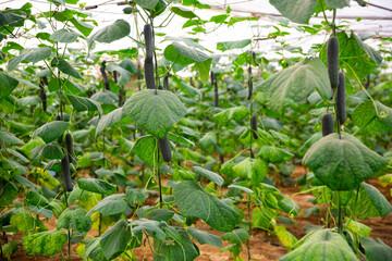 cultivation green delecious cucumbers in big hothouse