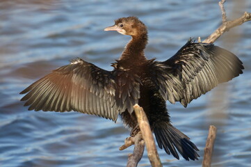 Pygmy Cormorant on branch, Phalacrocorax pygmaeus