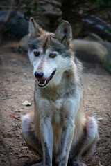 Mexican Wolf