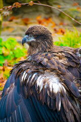 Juvenile Bald Eagle
