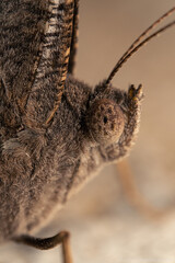Leaf butterfly resting at floor in some house. Beautiful Macro Shot. Insect bug life with relax nature.
