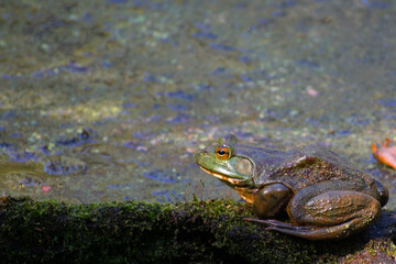 Frog on Log