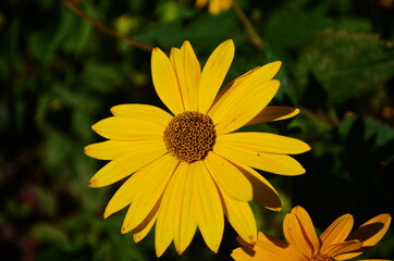 Heliopsis helianthoides, sunflower-like composite flowerheads