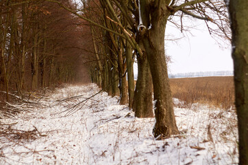 Alley of trees near the field in winter