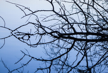 Reflected Tree Branches in Blue Water