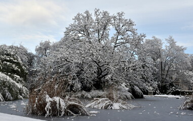 Ententeich im Freiburger Stadtgarten im Winter