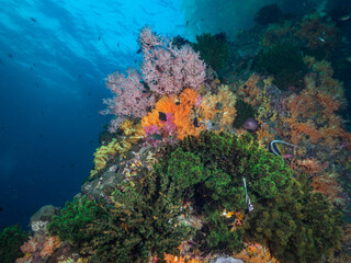 Fototapeta na wymiar Black tube coral and colorful soft corals (Mergui archipelago, Myanmar)