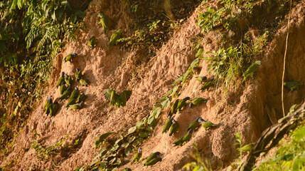 Blue-headed and yellow-crowned parrots feeding at a clay lick, Tambopata River, Peruvian Amazon