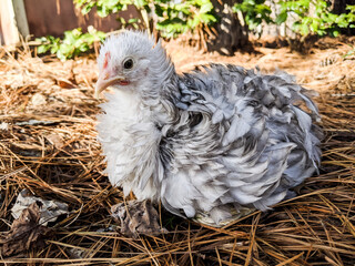 Frizzle Chicken on the Farm