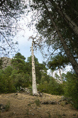 view of the source of the river Borosa located in the Natural Park of the Sierras de Cazorla, Segura and las Villas, Andalucia, Spain.