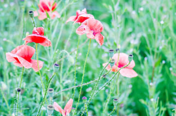 Wild poppies on a green background.