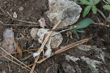 view of the source of the river Borosa located in the Natural Park of the Sierras de Cazorla, Segura and las Villas, Andalucia, Spain.