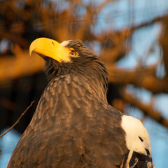 Sea Eagle