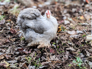 Bobtail Bantam Cochin Hen on the Farm in the Fall