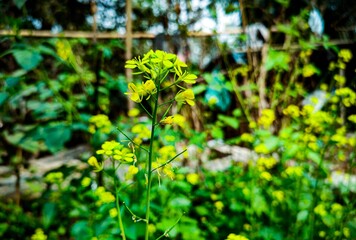 water drops on a green leaf