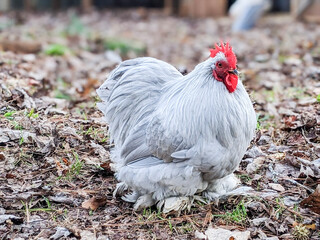 Lavender Bantam Cochin Rooster on the Farm