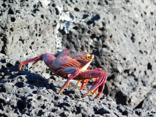 Hermit Crab on the Beach