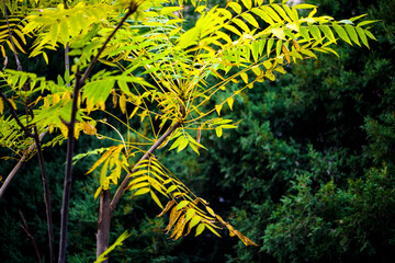 In autumn, green Toon Leaves against a black background