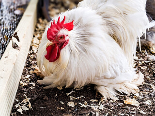 Bobtail Bantam Cochin Rooster on the Farm