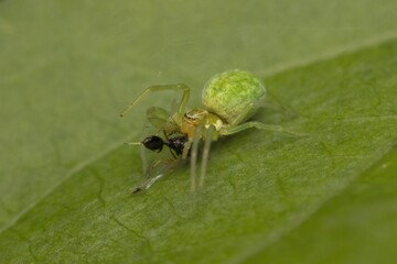 little green spider Nigma with prey