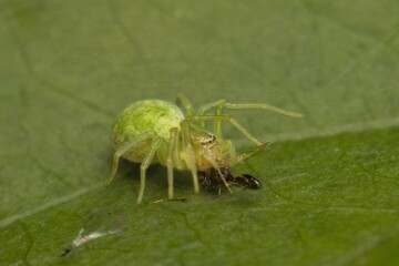 little green spider Nigma with prey