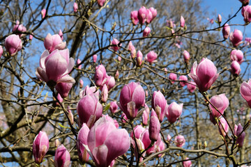 Pink saucer tulip magnolia flowers, Magnolia Soulangeana, in bloom on a sunny day