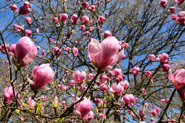Pink saucer tulip magnolia flowers, Magnolia Soulangeana, in bloom on a sunny day