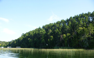 Fototapeta premium Green Summer Trees Outside by Lake