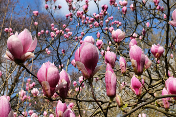 Pink saucer tulip magnolia flowers, Magnolia Soulangeana, in bloom on a sunny day