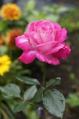 pink rose in garden