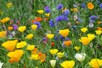 Cornflowers and California poppies blooming in a wildflower meadow