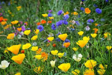 Cornflowers and California poppies blooming in a wildflower meadow
