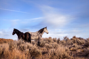 Mother and child wild horses keeping watch