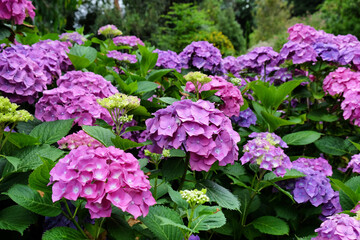 Pink and Violet hydrangea macrophylla 'hamburg' in flower in the summer months