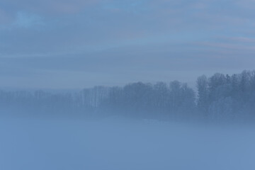 Bäume im Nebel und 'Schnee