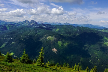 Obraz premium single pinetrees on a path while hiking in the mountains