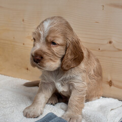 English Cocker Spaniel Puppies