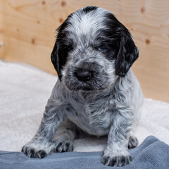 Fototapeta premium English Cocker Spaniel Puppies