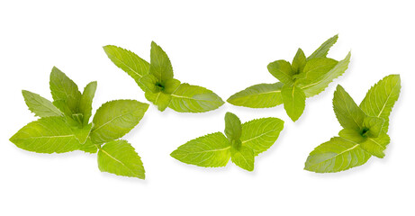 Isolated herb banner. Mint leaves with clipping path on white background with shadows. Flat lay. Full death of field.