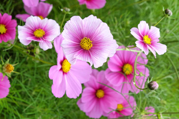 Fototapeta premium Pale pink and white 'Daydream' cosmos flowers