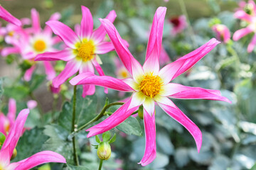 Fototapeta premium Honka Rose' orchid dahlia flower on a green background