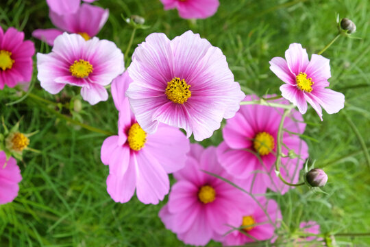 Pale pink and white 'Daydream' cosmos flowers