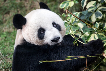 Giant Panda (Ailuropoda melanoleuca), Panda, Macau Panda's Pavilion, Macau
