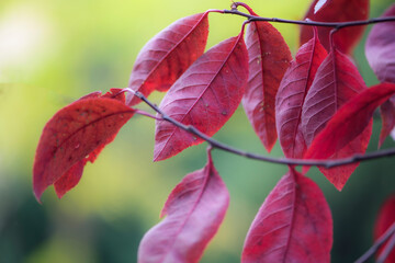 Close up of beautiful red leaves in autumn