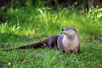 The North American river otter (Lontra canadensis), Oregon, USA