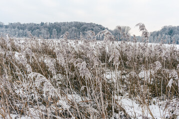 Gefrornes Schilf mit Eiskristallen vor Landschaft im Schnee 