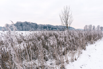 Moor am Abend mit Schilf  und Wald im Winter